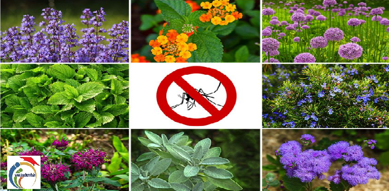 Natural mosquito repellents: ఈ నాలుగు మొక్కలు ఇంట్లో ఉంటే.. ఒక్క దోమ కూడా ఇంట్లోకి రాదు!