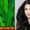 Mango Leaves Benefits : మామిడాకులతో ఇలా చేస్తే  తెల్లవెంట్రుకలు కనిపించవు!