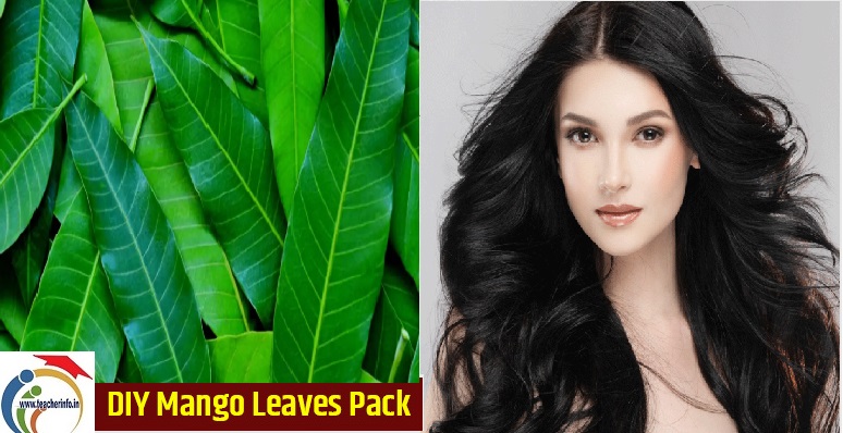 Mango Leaves Benefits : మామిడాకులతో ఇలా చేస్తే  తెల్లవెంట్రుకలు కనిపించవు!