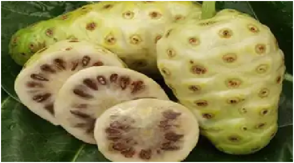 Noni Fruit: ఈ ఒక్క పండు తింటే.. 100 రకాల వ్యాధులకు చెక్ పెట్టొచ్చు..!