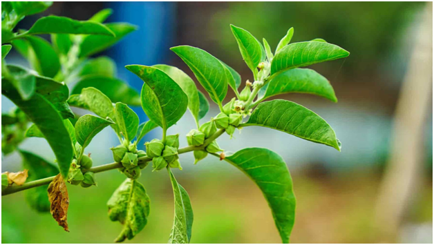 Ashwagandha : అన్ని వ్యాధులకూ ఒకే ఔషధం..! అద్భుతమైన అశ్వగంధ ఉపయోగాలు తెలిస్తే ఫిదా అవ్వాల్సిందే